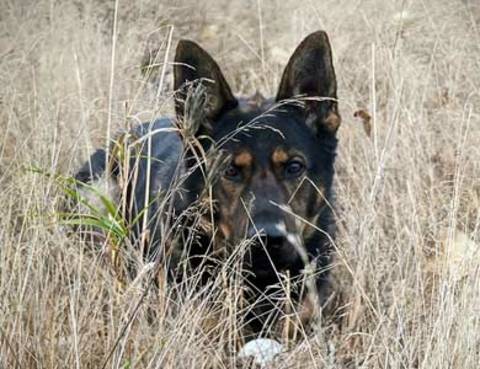 Police dog in long grass